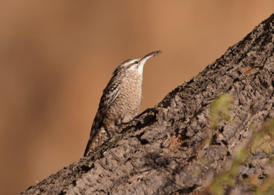 tal chhapar birding tours packages