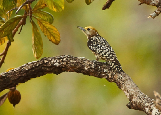 tal chhapar sanctuary rajasthan