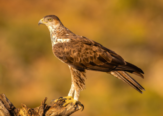 tal chhapar sanctuary timings