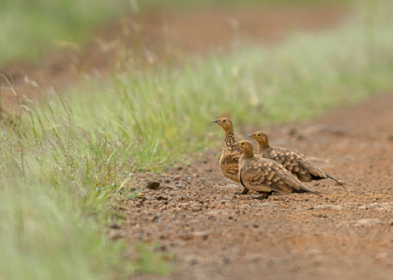 tal chhapar wildlife sanctuary