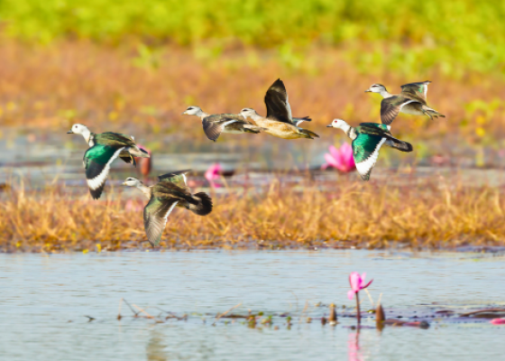 wildlife near bharatpur