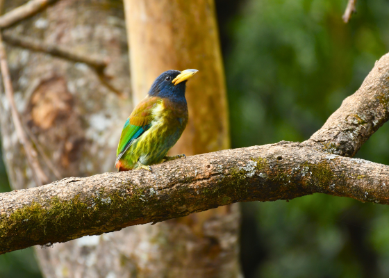 wildlife photography in sattal