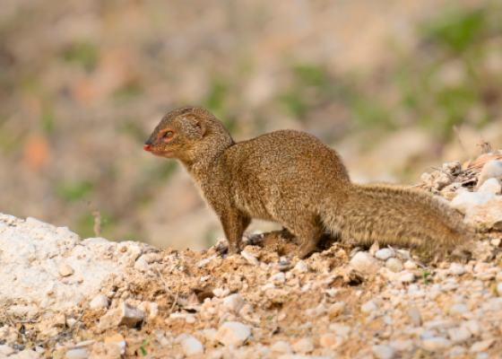 wildlife safari in jaipur