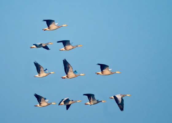 Bar-headed Goose