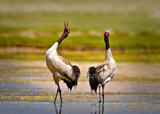 Black-necked crane