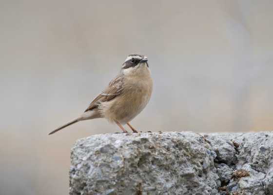 Brown Accentor