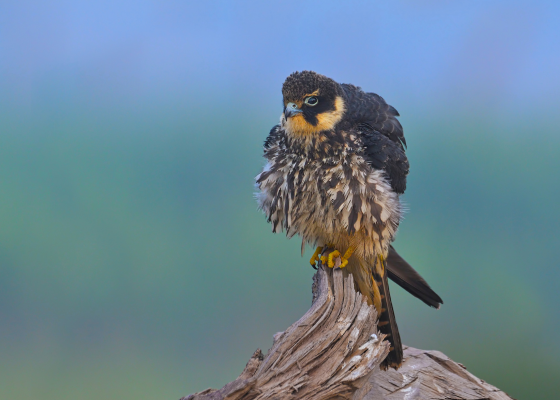 Eurasian Hobby