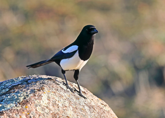 Eurasian Magpie