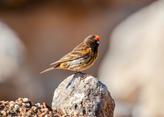 Fire-fronted Serin