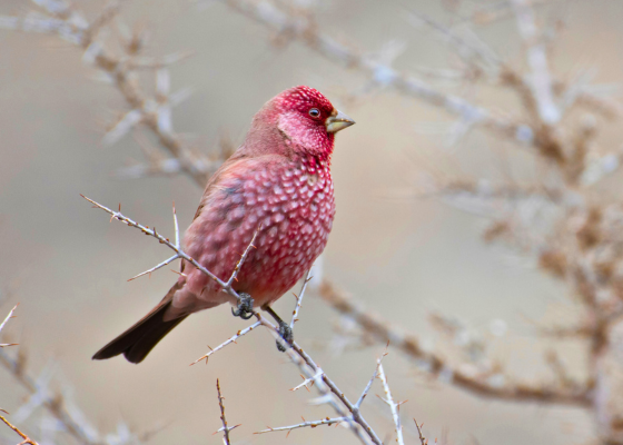 Great Rosefinch