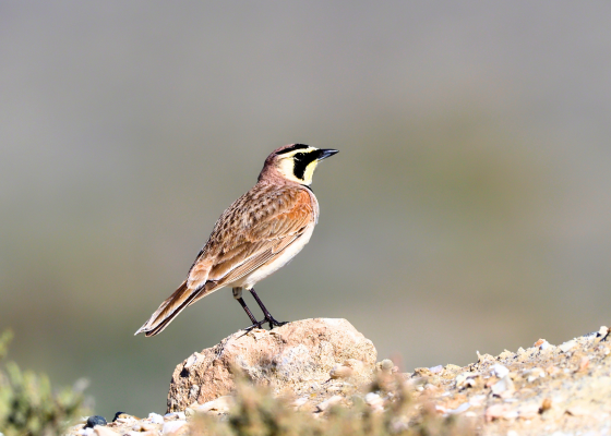 Horned lark