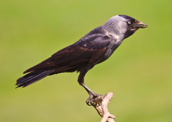 Jackdaw