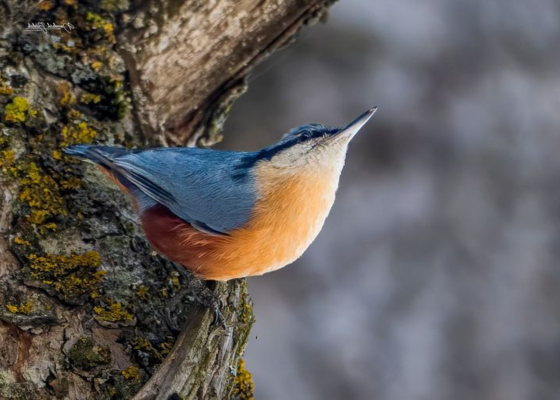 Kashmir Nuthatch