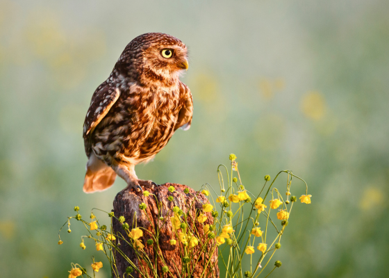 Little Owl