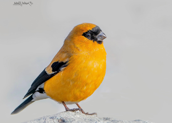 Orange Bullfinch