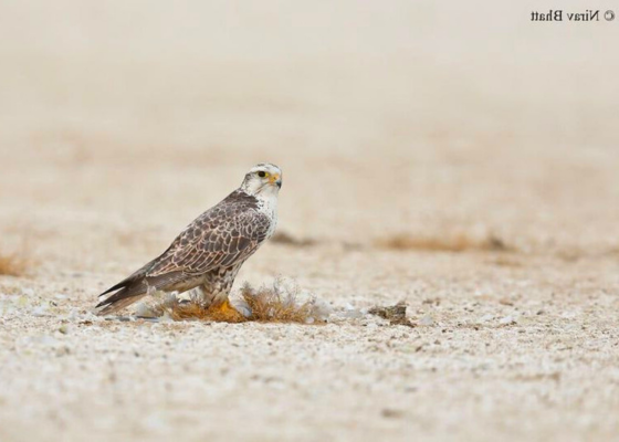 Saker Falcon