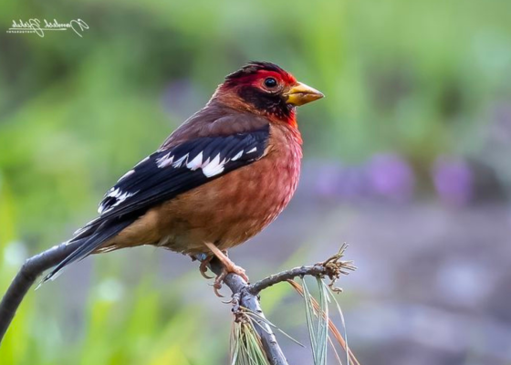 Spectacled Finch