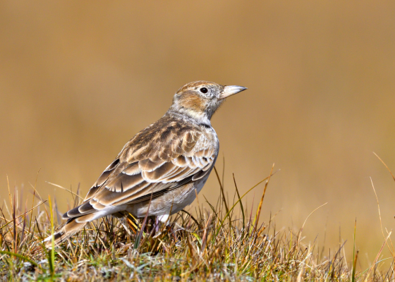 Tibetan Lark