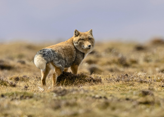 Tibetan Sand Fox