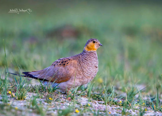 Tibetan Sandgrouse