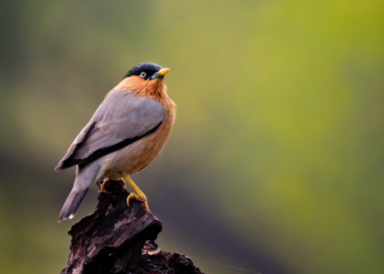 bharatpur day trip from delhi