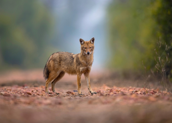 bharatpur wildlife places