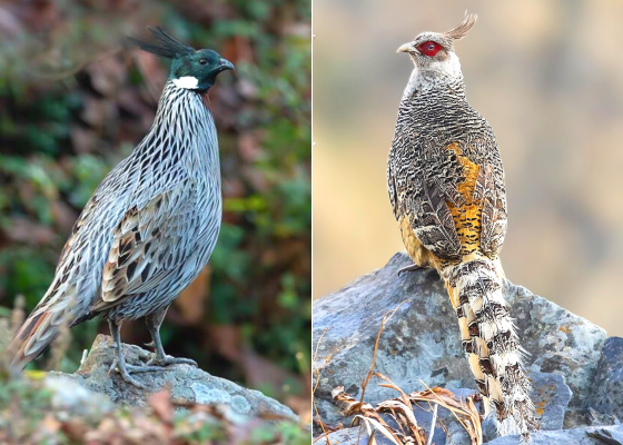  Cheer & Koklass Pheasant