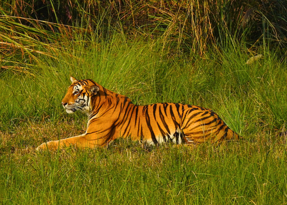 corbett national park