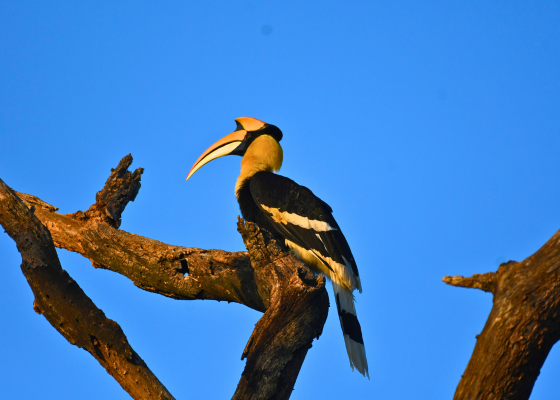 birding in corbett