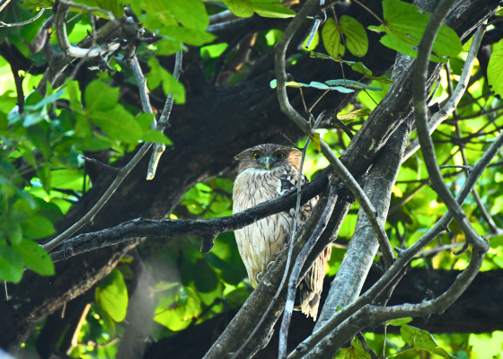 birding in corbett