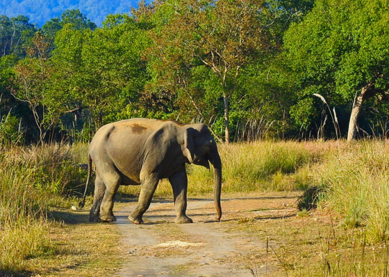 corbett national park