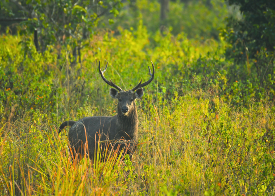 jim corbett national park