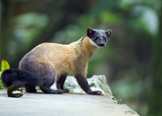 wildlife_tour_at_corbett